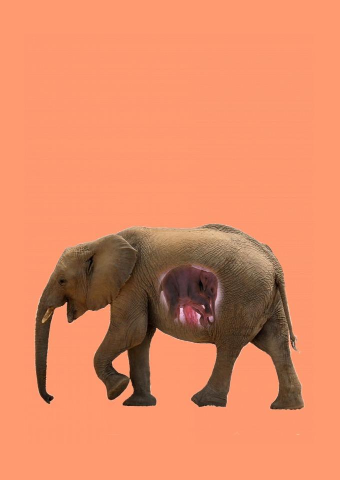 TSHIRT ESTONADA Elefanta gravida , gestante , gestação, bebê elefante R58,43 em elosdecora TSHIRT ESTONADA Elefanta gravida , gestante , gestação, bebê elefante R58,43 em elosdecora