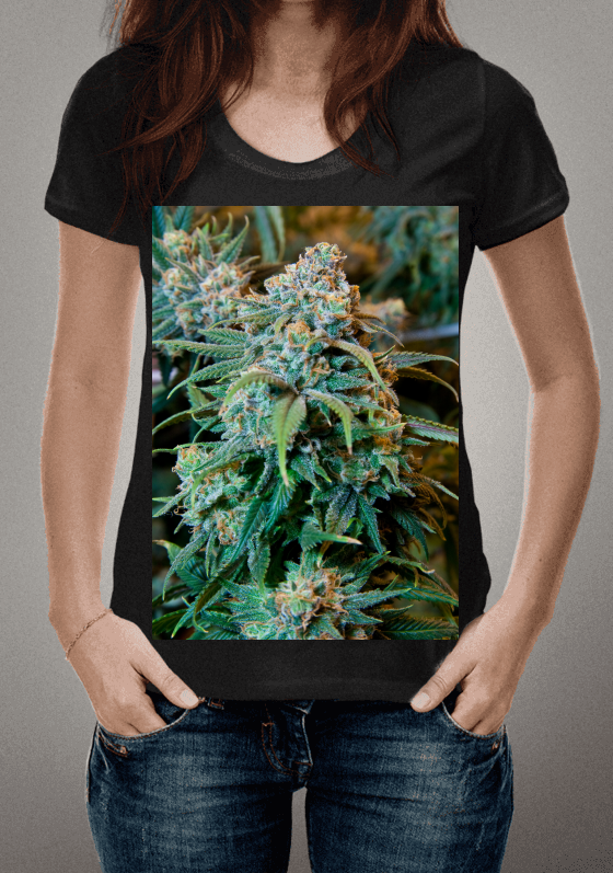 Nome do produto  ERVA CANABICA