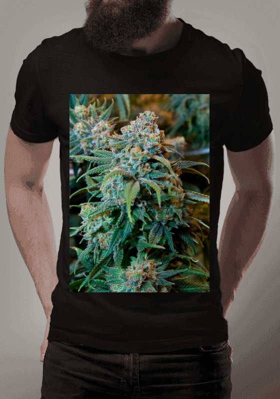 Nome do produto  ERVA CANABICA